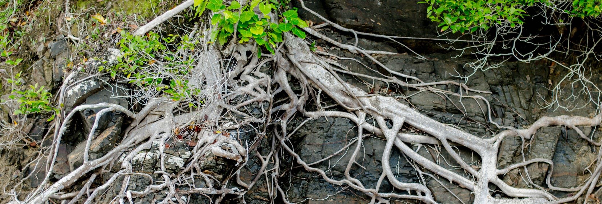 Tree Roots and Other Ways Nature Messes with Your Plumbing